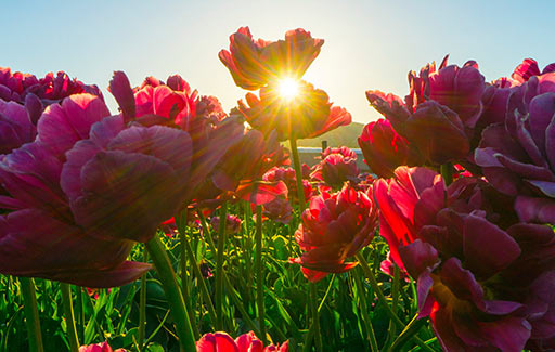 Pflanzgefäß 5 Größen - Preis ab 1 Euro